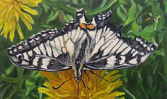 Gater_Schwalbenschwanz_auf_Loewenzahn,2022,OelLw,30x50cm