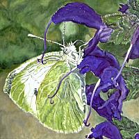 Ulrich_Gater_Kohlweissling_2022_OelLw_50x50cm